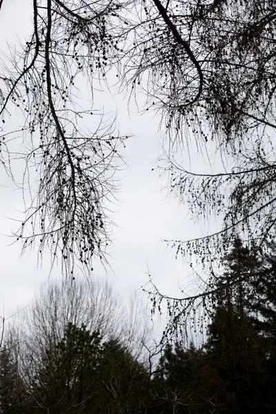 Arboreto Uma Coleção Única Árvores Arbustos Que Aparece Como Belo — Fotografia de Stock