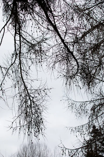 Arboretum Unikátní Sbírka Stromů Keřů Které Objevují Jako Krásný Park — Stock fotografie