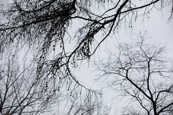 Дендрарий Представляет Собой Уникальную Коллекцию Деревьев Кустарников Которые Появляются Красивый — стоковое фото