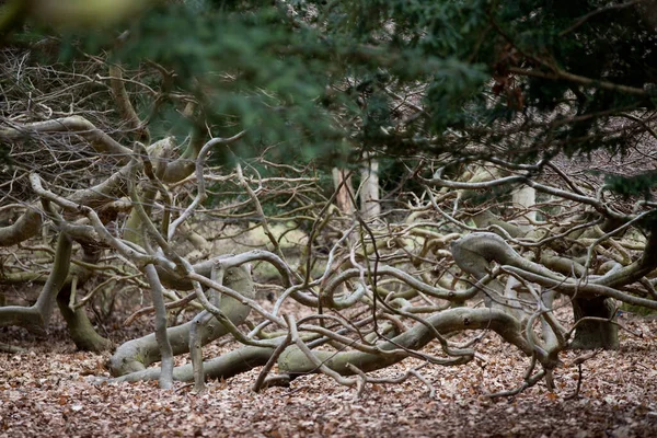 Arboretum Unique Collection Trees Bushes Appears Beautiful Park Exotic Forest — Stock Photo, Image