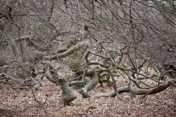 Das Arboretum Ist Eine Einzigartige Sammlung Von Bäumen Und Sträuchern — Stockfoto