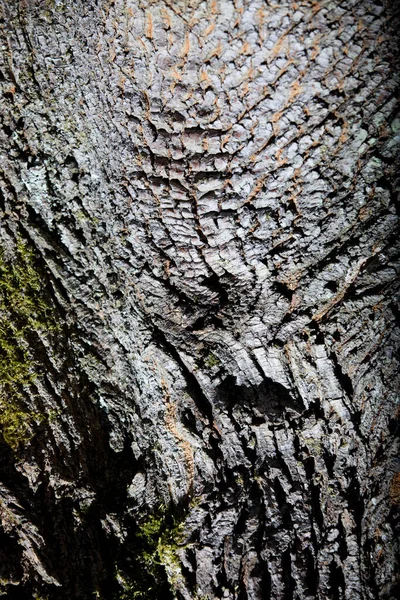 Arboretum Unique Collection Trees Bushes Appears Beautiful Park Exotic Forest — Stock Photo, Image