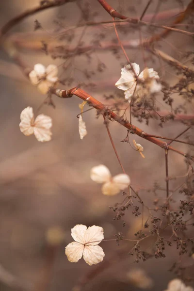 Arboretum Unikátní Sbírka Stromů Keřů Které Objevují Jako Krásný Park — Stock fotografie