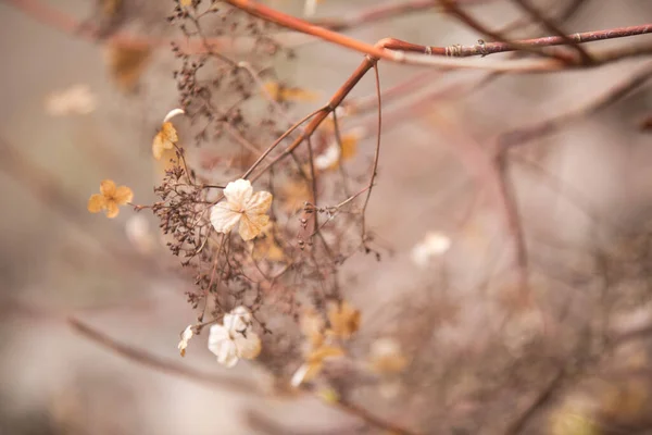 Das Arboretum Ist Eine Einzigartige Sammlung Von Bäumen Und Sträuchern — Stockfoto