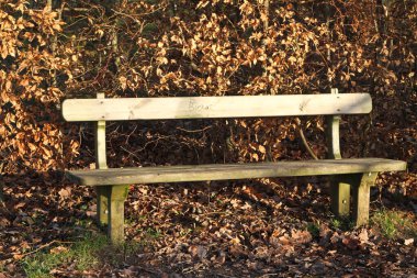 Danimarka 'da sonbaharda bir ormanda bankta.