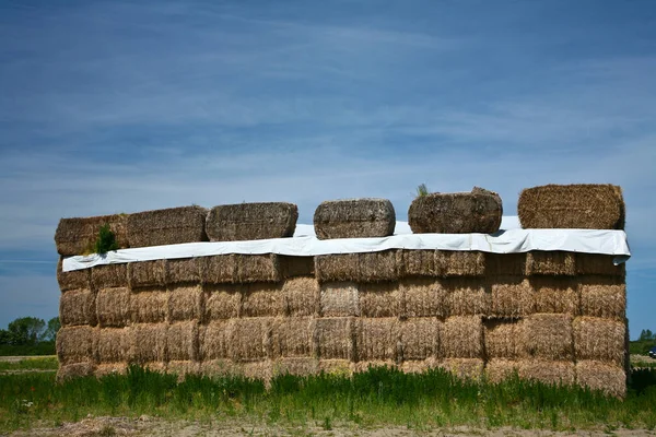 Agricultura Dinamarca Arquivos Natureza — Fotografia de Stock