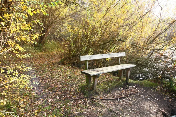 Bank Einem Wald Herbst Dänemark — Stockfoto