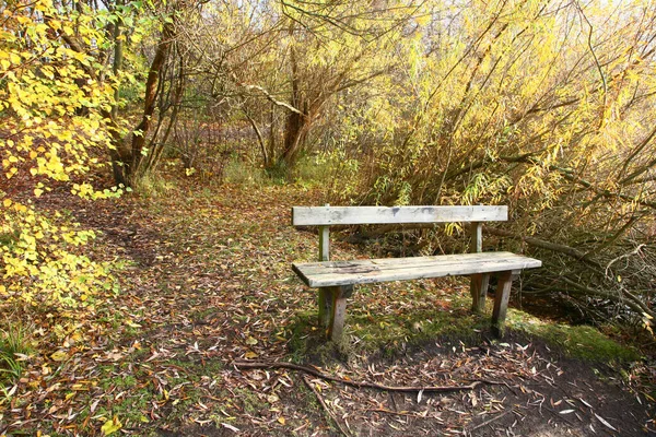 Banc Dans Une Forêt Autum Danemark — Photo