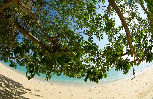 Cultivo Árboles Playa Tailandia Verano — Foto de Stock