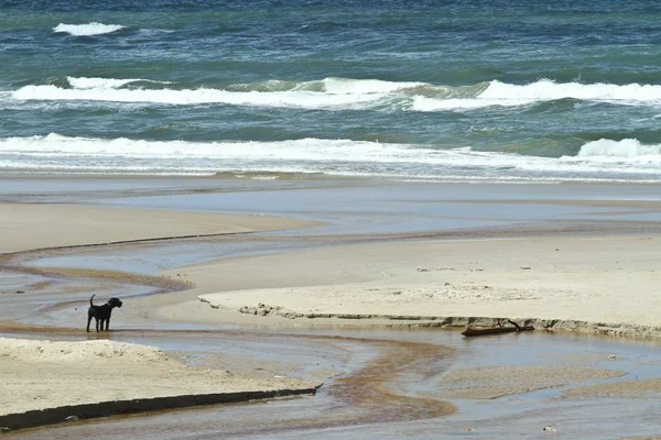 Pequeño perro paseando en la playa — Foto de Stock