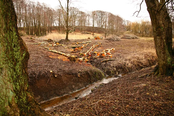 Wald nach den Holzfällerarbeiten — Stockfoto