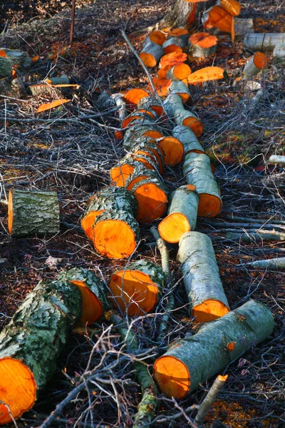 Trästapel i skogen — Stockfoto