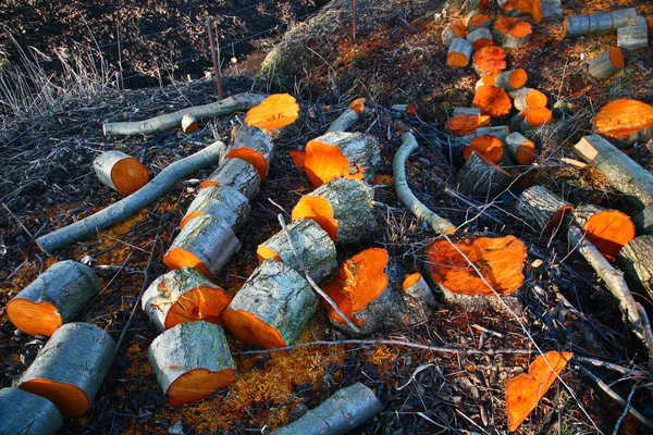 Trästapel i skogen — Stockfoto