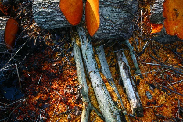 Zaagsel op de grond — Stockfoto