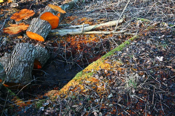 Zaagsel op de grond — Stockfoto