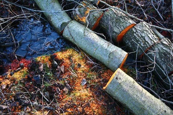 Zaagsel op de grond — Stockfoto