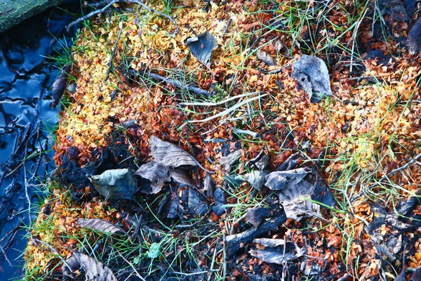 地面の上のおがくず — ストック写真