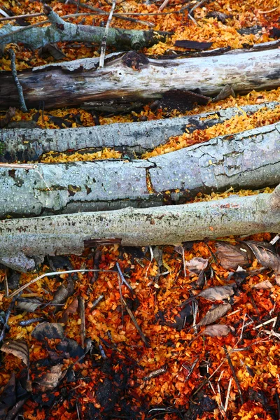 Sägemehl auf dem Boden — Stockfoto