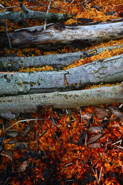 Sawdust on the ground — Stock Photo, Image