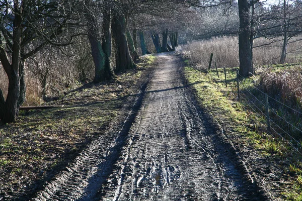 Camino en un bosque — Foto de Stock