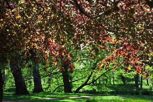 Arbres au feuillage coloré — Photo