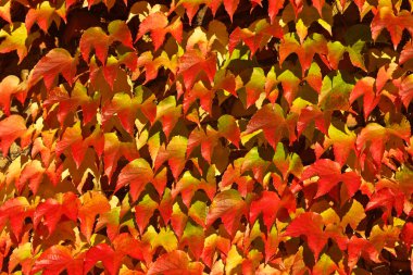 tuğla kırmızı yaprakları ile