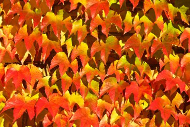 tuğla kırmızı yaprakları ile