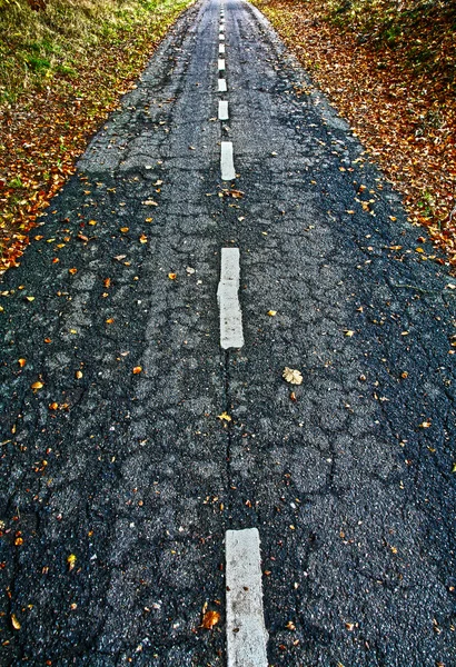 Carretera para bicicletas en un bosque — Foto de Stock