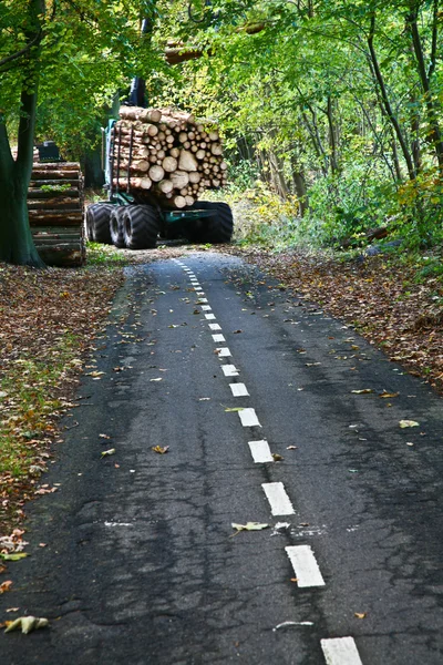 Ormanda yol — Stok fotoğraf