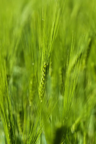 Fleld kukurydzy — Zdjęcie stockowe