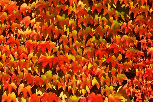 Ziegel mit roten Blättern — Stockfoto