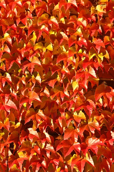 Brick with red leaves — Stock Photo, Image