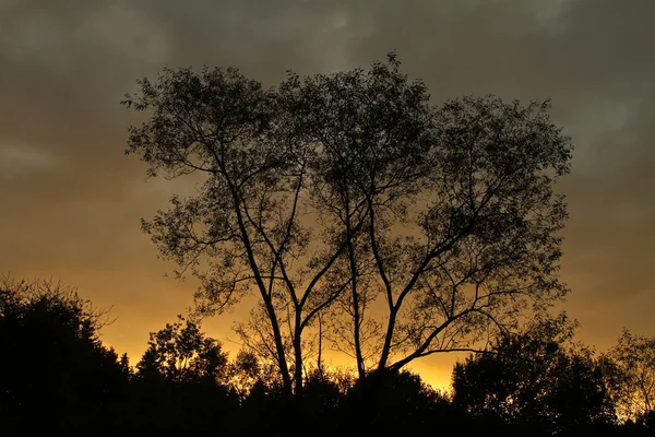 Stromy proti západu slunce obloha — Stock fotografie