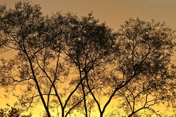 Alberi contro un cielo di tramonto — Foto Stock