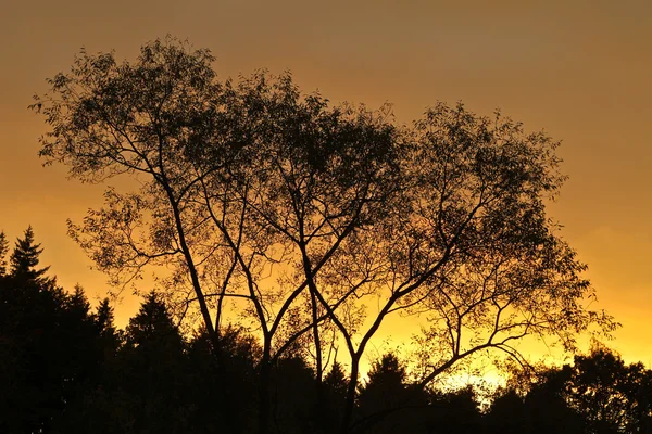 Δέντρα ηλιοβασίλεμα ουρανό — Φωτογραφία Αρχείου