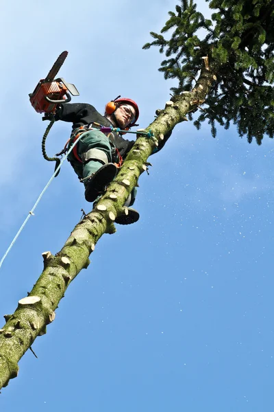 Woodcutter in action in forest — Stock Photo, Image