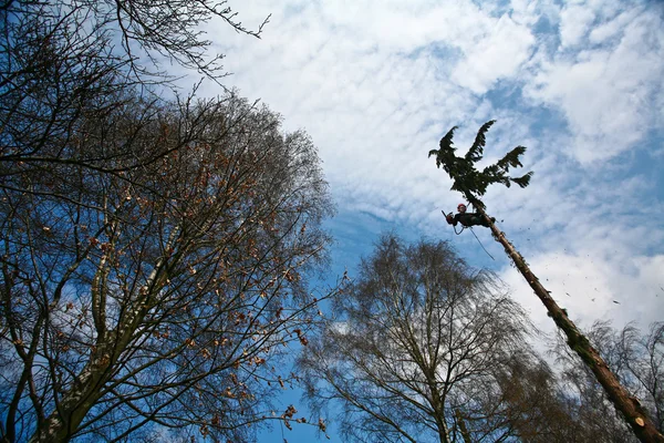 Woodcutter on top of tree in action — Stock Photo, Image