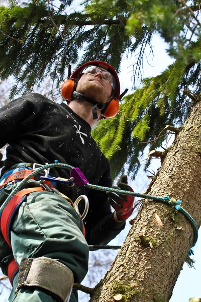 Woodcutter in action in forest — Stockfoto