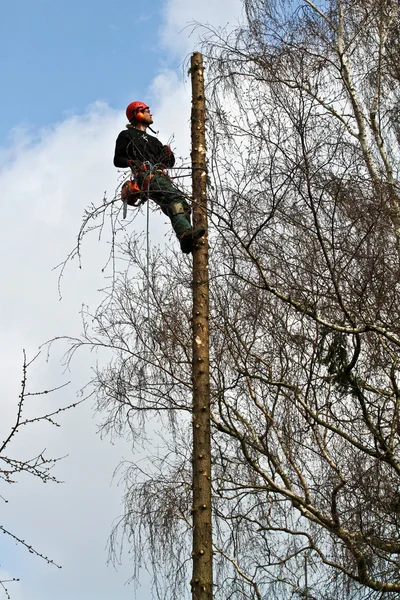 Woodcutter in action in forest — Stock fotografie