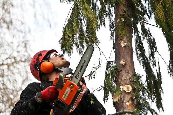 Woodcutter in action in forest — Stock Photo, Image