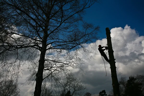 Holzfäller auf Baumkrone im Einsatz — Stockfoto