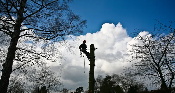 Cortador de madeira no topo da árvore em ação — Fotografia de Stock