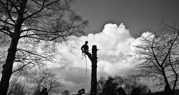 Dřevorubec na vrcholu stromu v akci — Stock fotografie