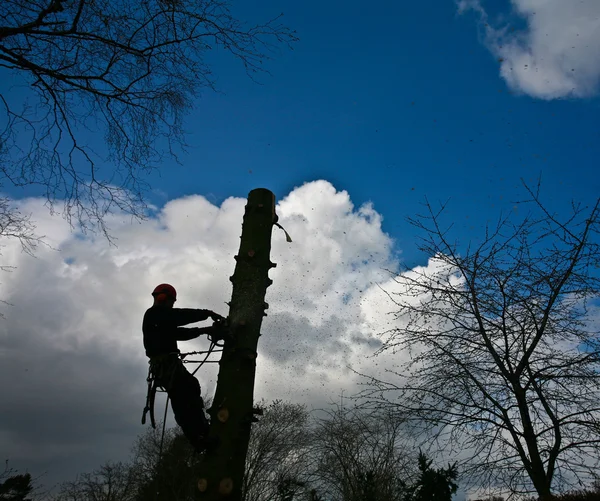 Taglialegna sulla cima dell'albero in azione — Foto Stock