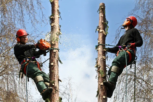 Houthakkers beklommen op bomen en in actie met chainsaw伐木工人在森林的行动 — 图库照片