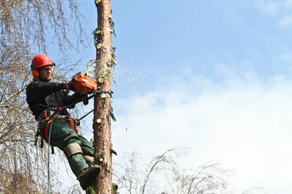 Woodcutter in action in forest — Stock Photo, Image