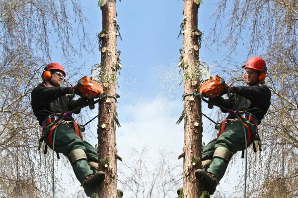 Woodcutters in action in forest — Stock Photo, Image