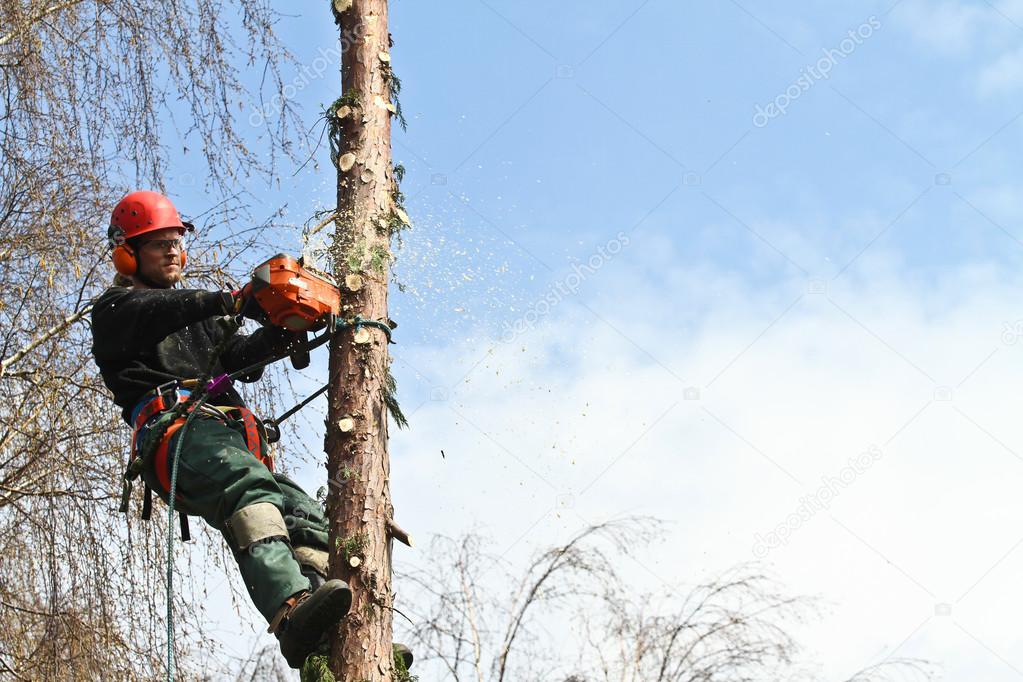 Woodcutter in action in forest