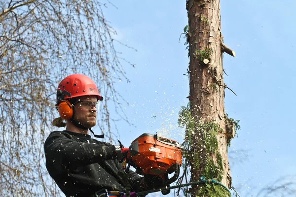 Holzfäller im Wald im Einsatz — Stockfoto