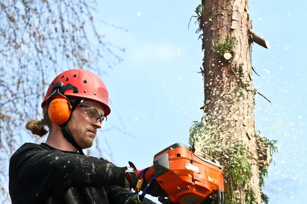 Woodcutter in action in forest — Stock fotografie